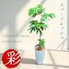 エバーフレッシュ7号鉢 観葉植物 本物