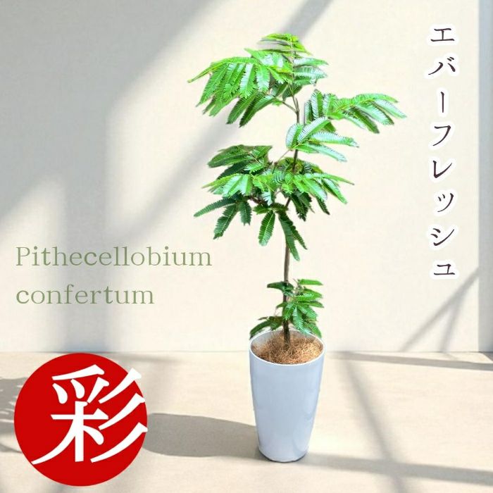 エバーフレッシュ7号鉢 観葉植物 本物
