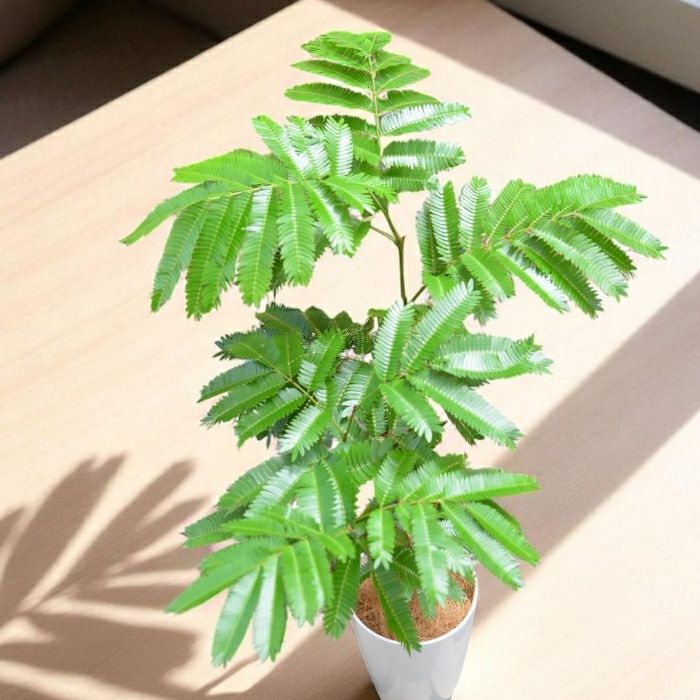 エバーフレッシュ7号鉢 観葉植物 本物