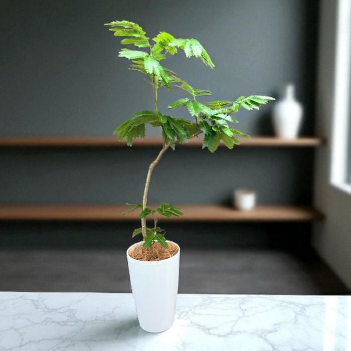エバーフレッシュ7号鉢 観葉植物 本物