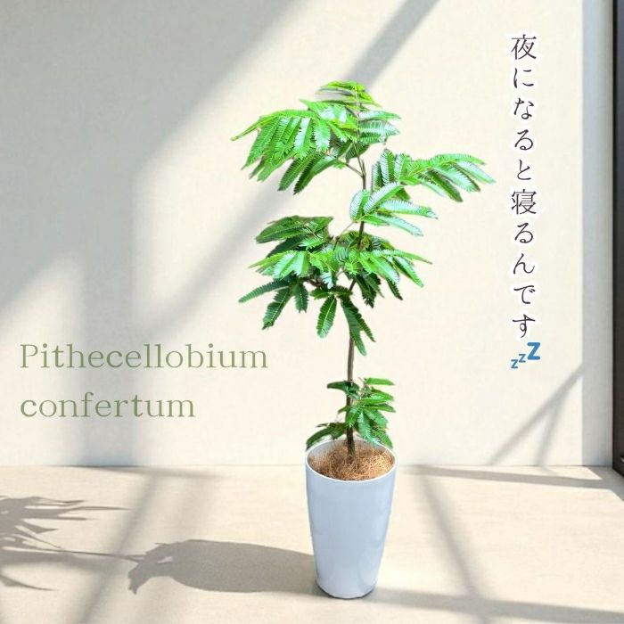 エバーフレッシュ7号鉢 観葉植物 本物