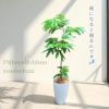 エバーフレッシュ7号鉢 観葉植物 本物