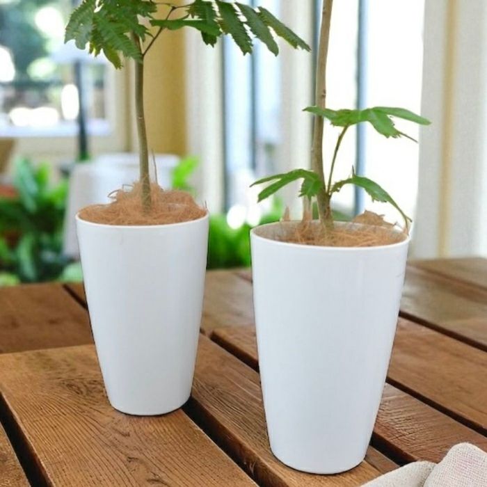 エバーフレッシュ7号鉢 観葉植物 本物