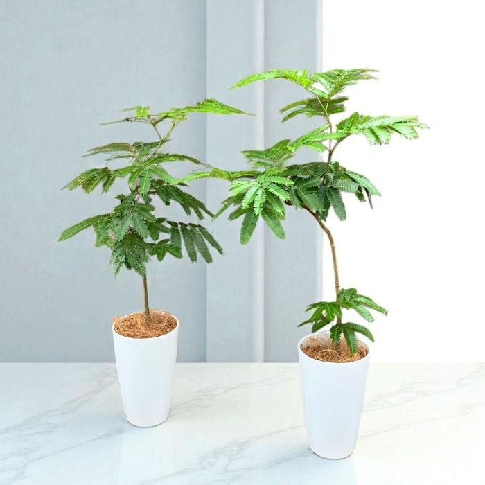 エバーフレッシュ7号鉢 観葉植物 本物