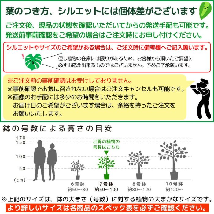 エバーフレッシュ7号鉢 観葉植物 本物