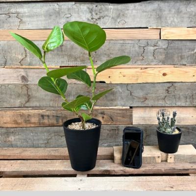 シーグレープ1 観葉植物 シーグレープ 育て方 | 観葉植物 販売のアンジェリック