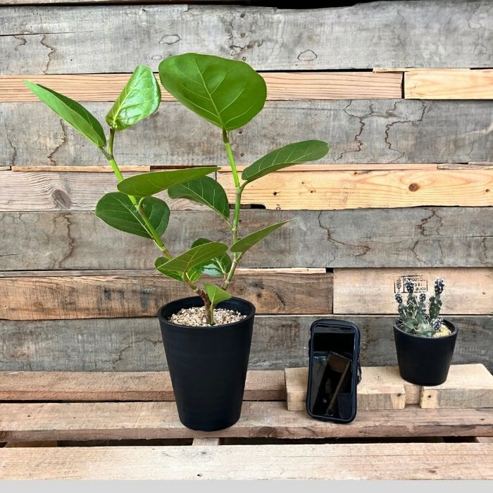 観葉植物現品販売