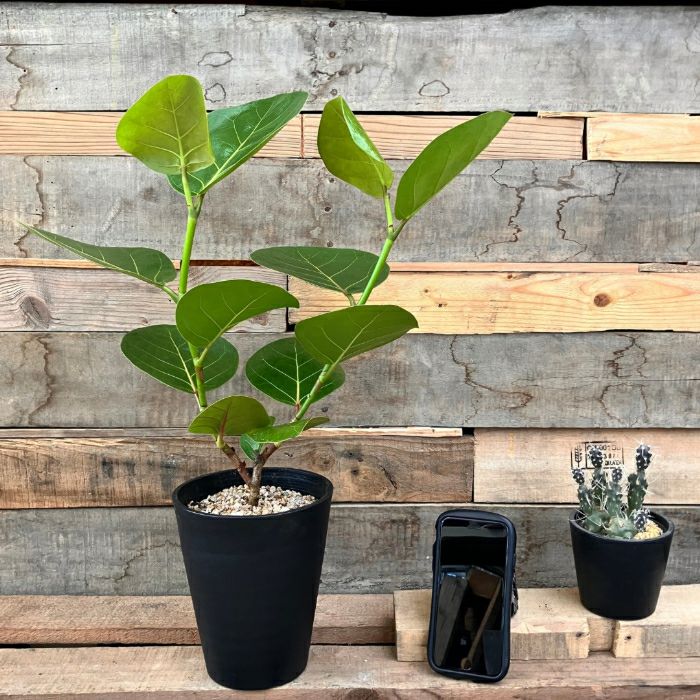 観葉植物現品販売