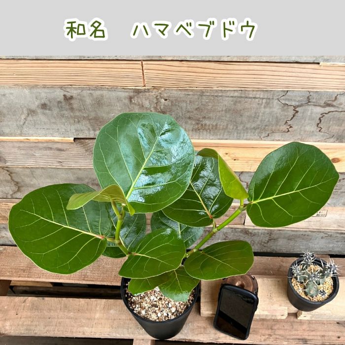 観葉植物現品販売