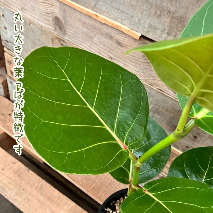 観葉植物現品販売