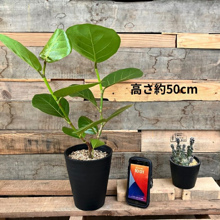 観葉植物現品販売