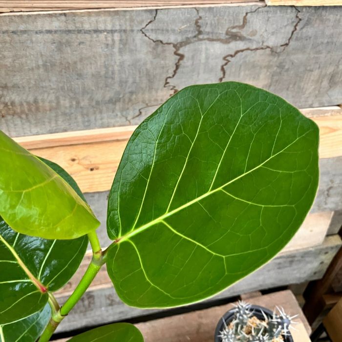 観葉植物現品販売