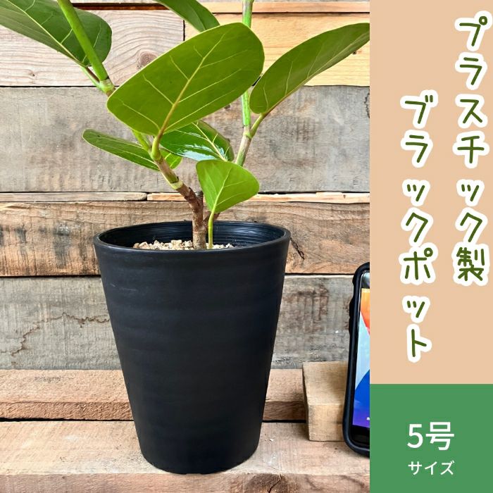 観葉植物現品販売