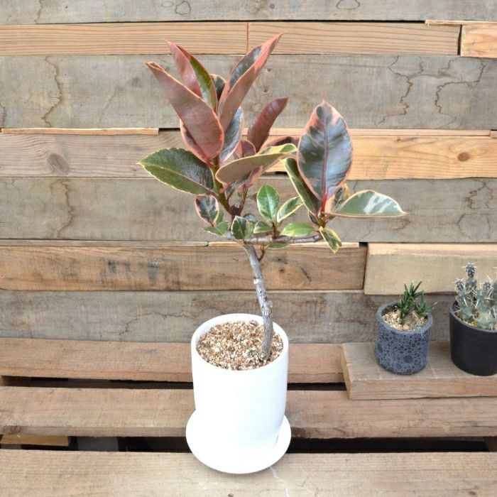 観葉植物現品販売