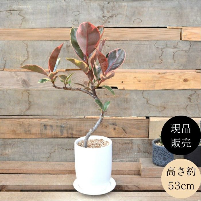 観葉植物現品販売