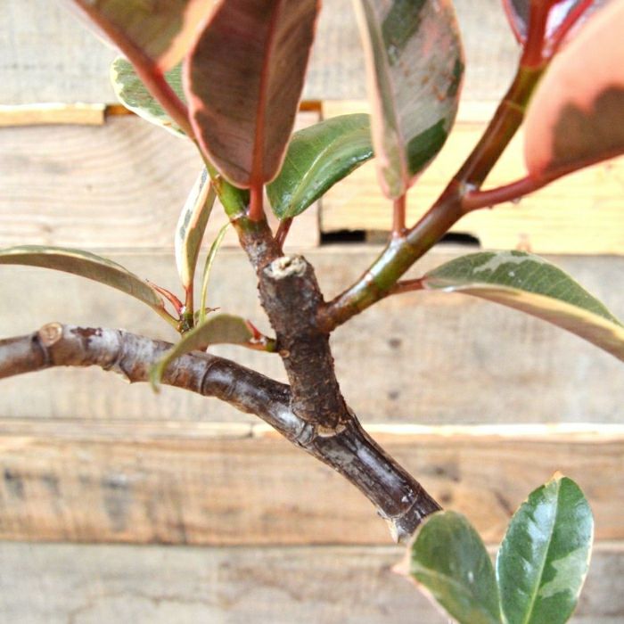 観葉植物現品販売