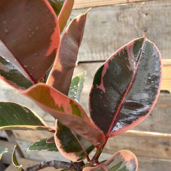 観葉植物現品販売