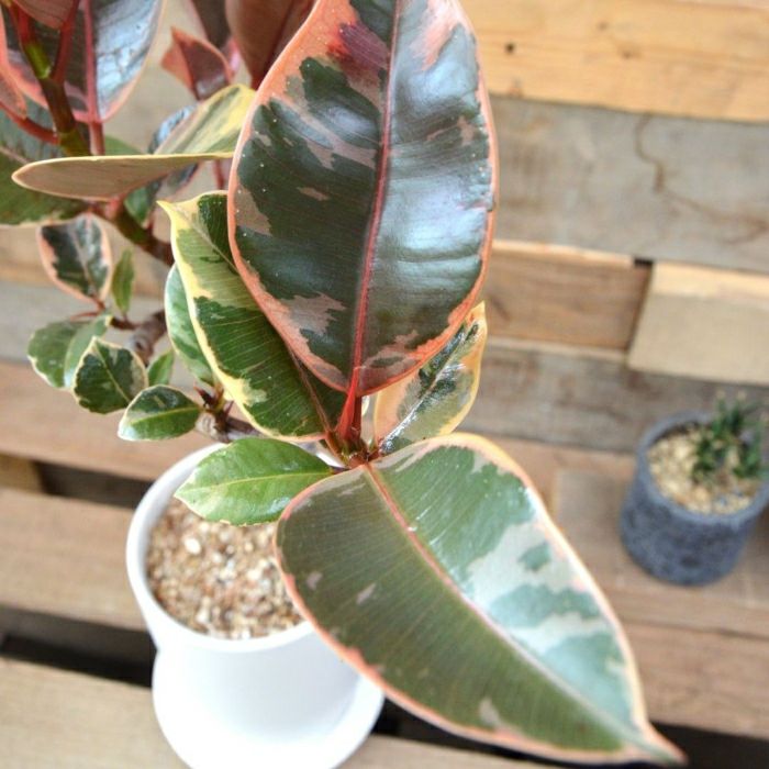 観葉植物現品販売