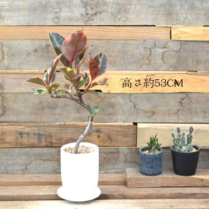 観葉植物現品販売