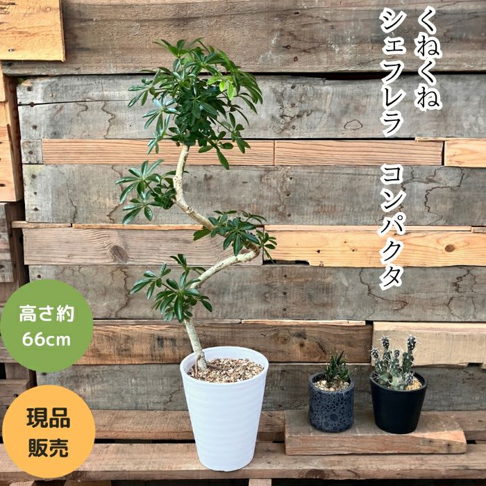 観葉植物現品販売