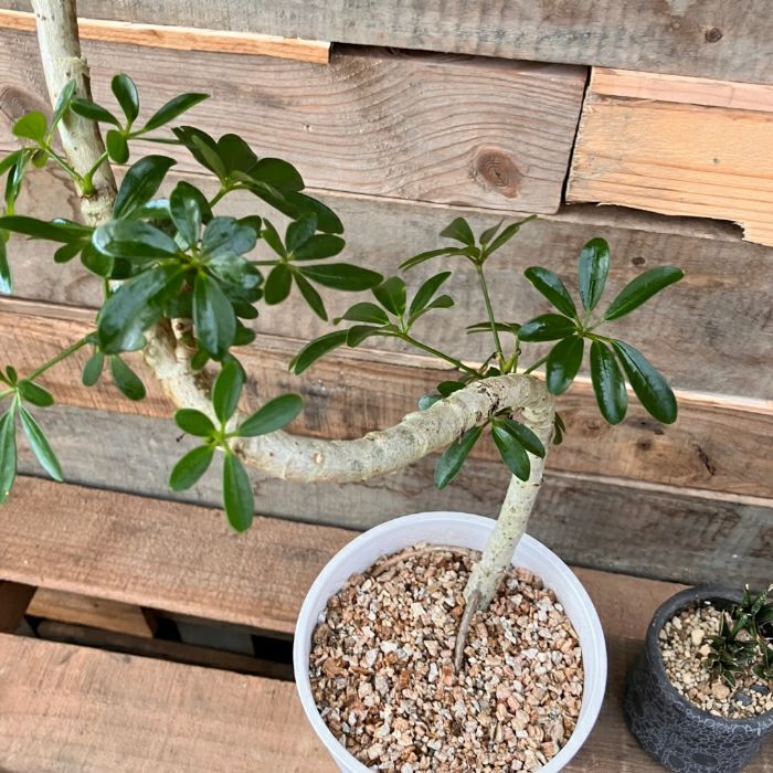 観葉植物現品販売