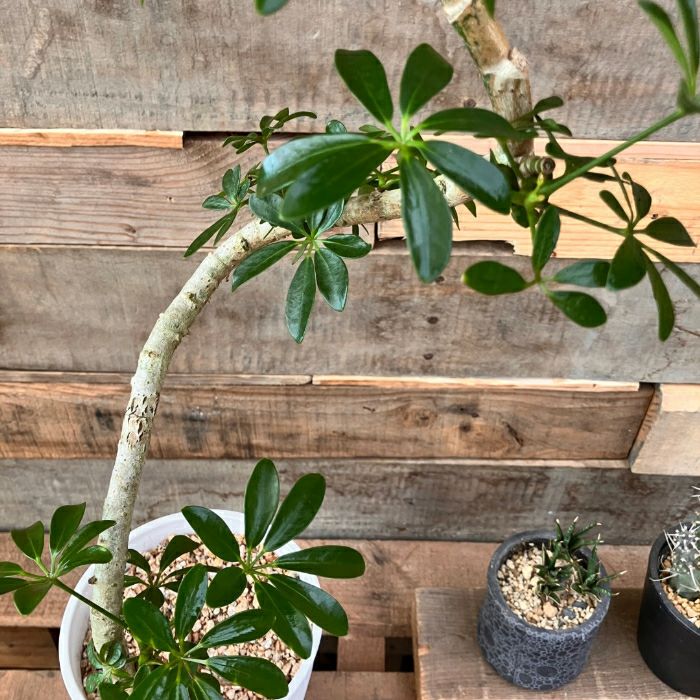 観葉植物現品販売