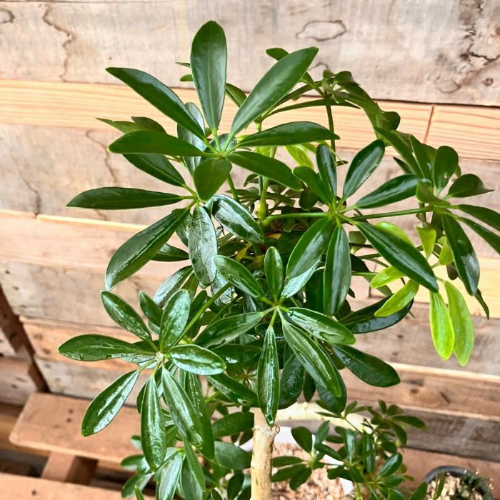 観葉植物現品販売