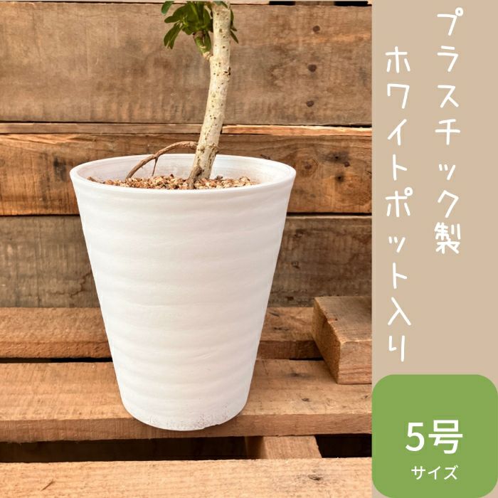 観葉植物現品販売