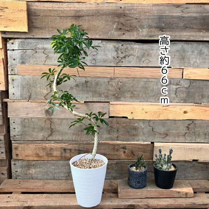 観葉植物現品販売