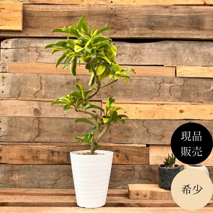 観葉植物現品販売