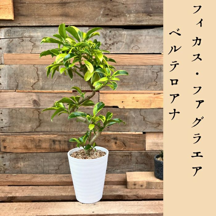 観葉植物現品販売