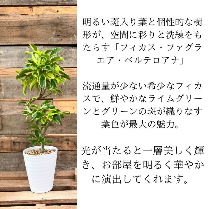 観葉植物現品販売