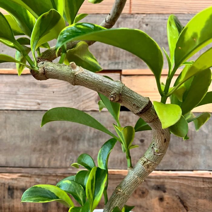 観葉植物現品販売