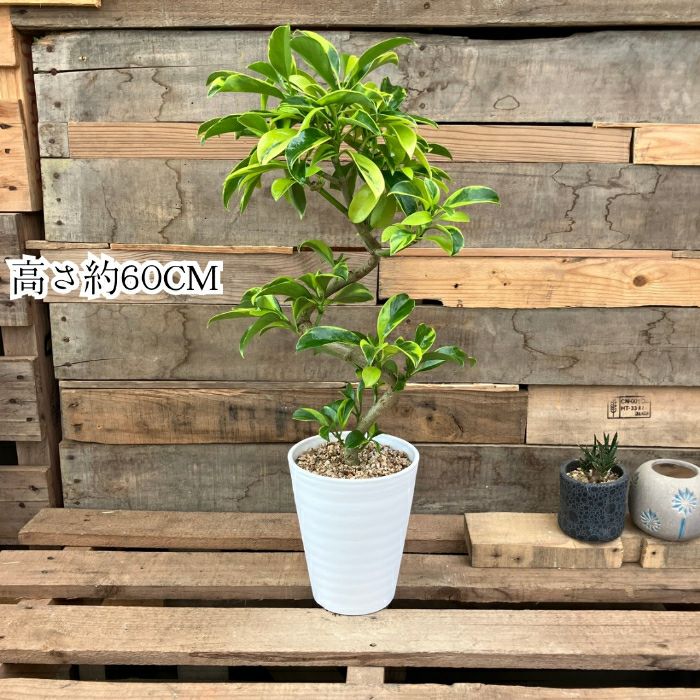 観葉植物現品販売