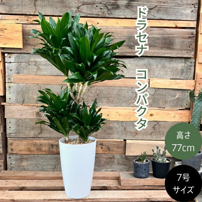 観葉植物現品販売