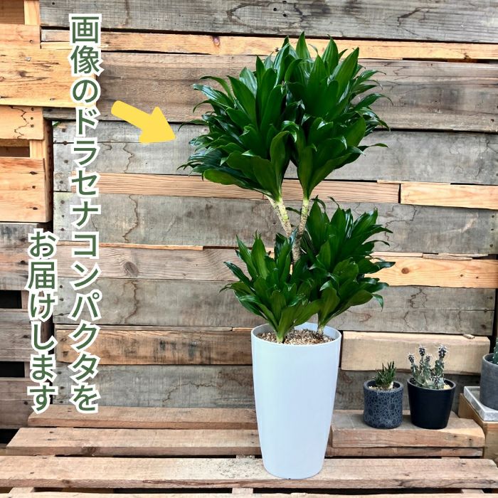 観葉植物現品販売