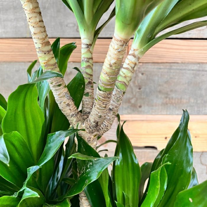 観葉植物現品販売