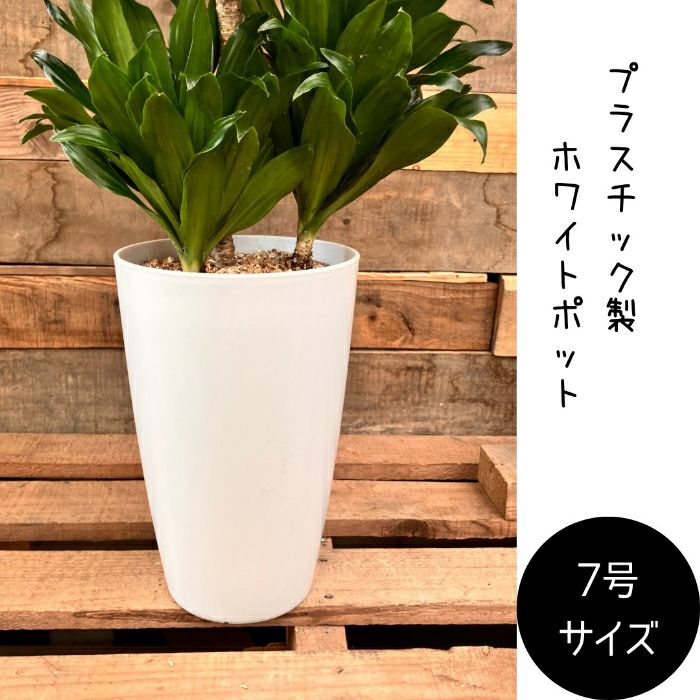 観葉植物現品販売