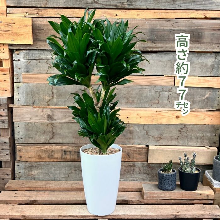 観葉植物現品販売