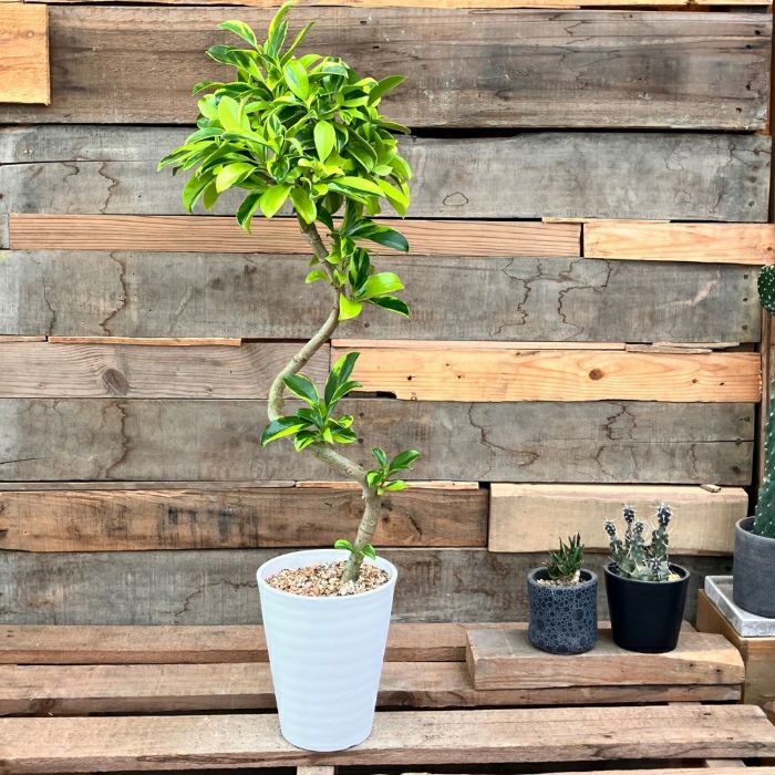 観葉植物現品販売