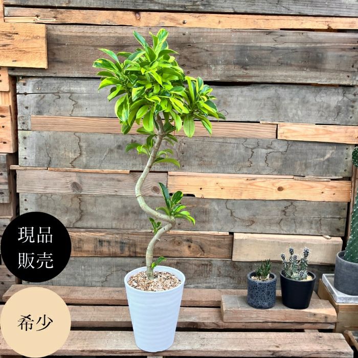 観葉植物現品販売