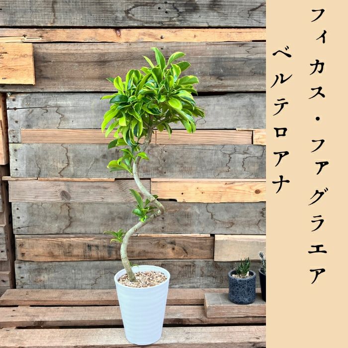 観葉植物現品販売