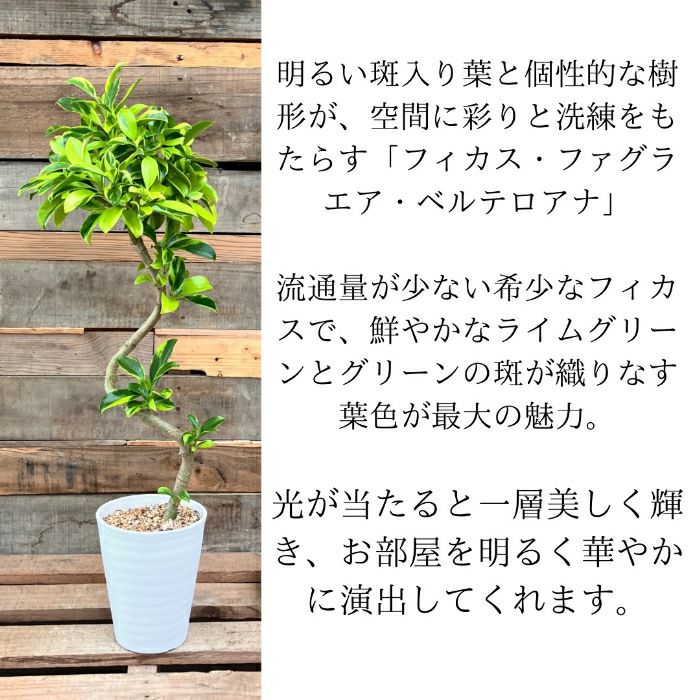 観葉植物現品販売