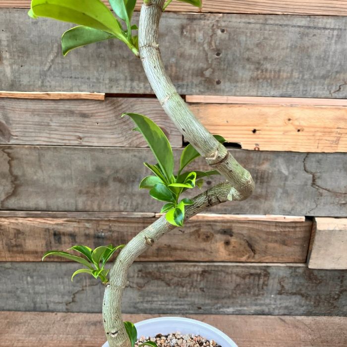 観葉植物現品販売