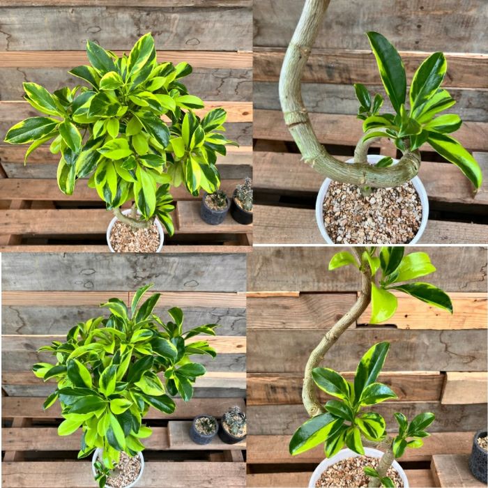 観葉植物現品販売