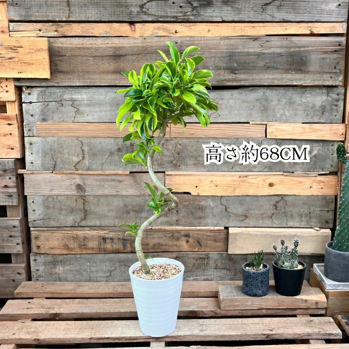 観葉植物現品販売