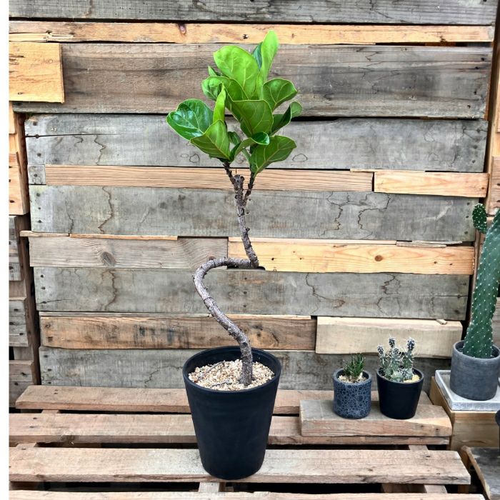 観葉植物現品販売