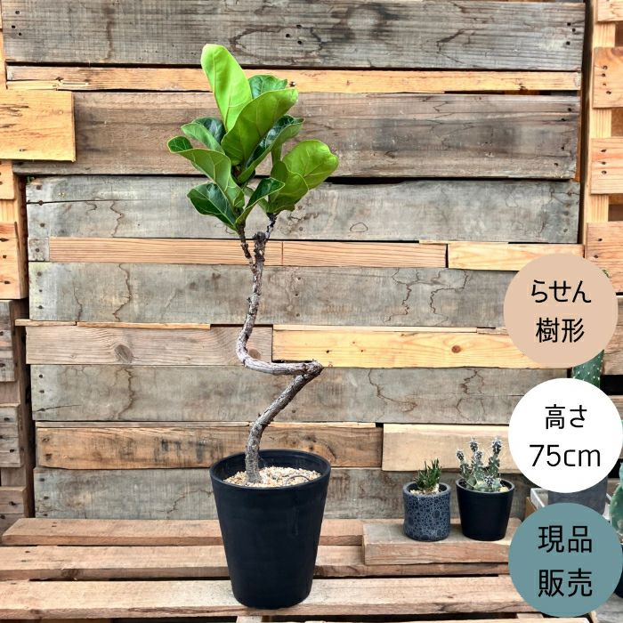 観葉植物現品販売