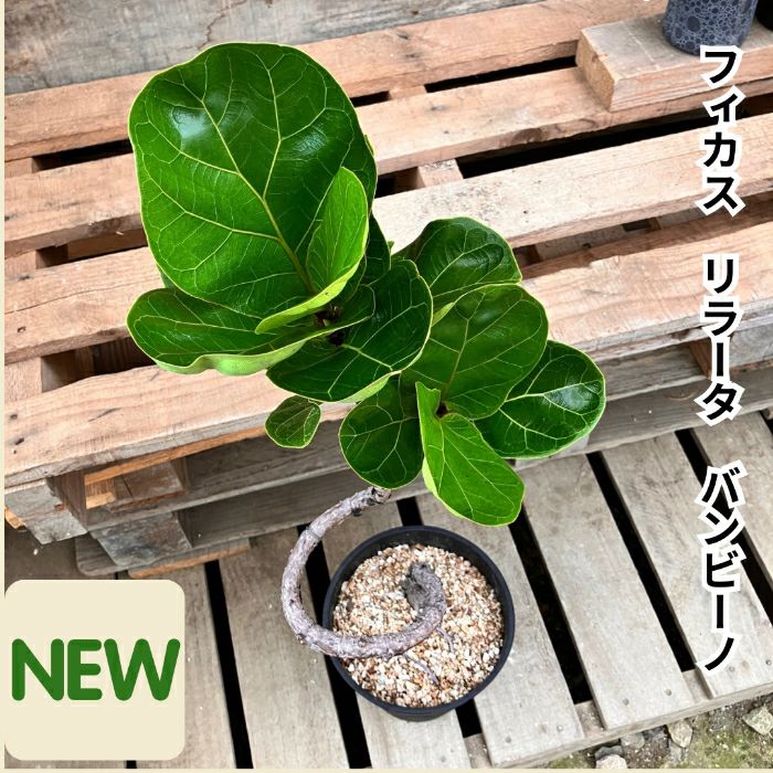 観葉植物現品販売