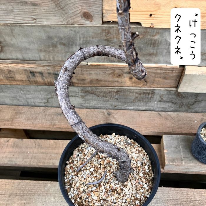 観葉植物現品販売